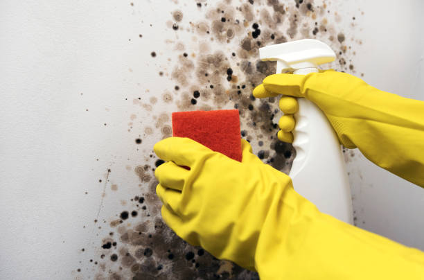 Best Health and Safety Mold Remediation in Walker Mill, MD