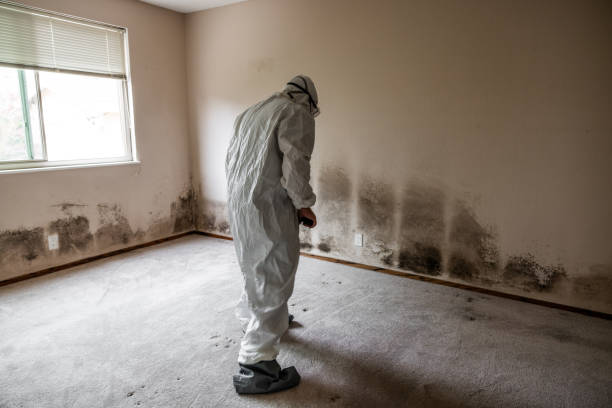 Best DIY Mold Remediation Support Services in Walker Mill, MD