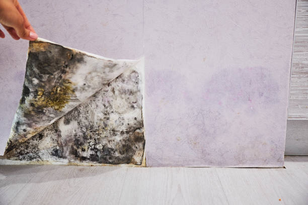 Best Basement Mold Remediation in Walker Mill, MD